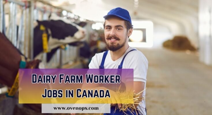 Dairy Farm Worker Jobs in Canada